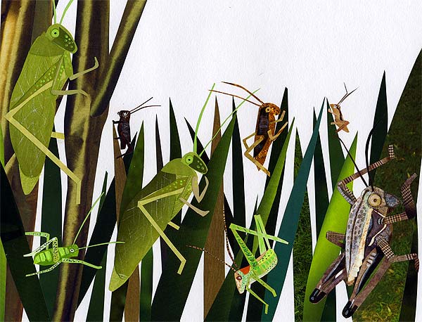 crickets_collage